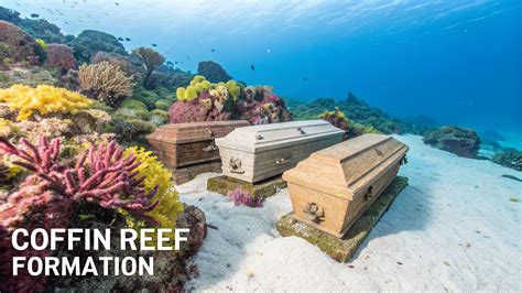 Explore Coffins Patch Reef: Dive Into Adventure - Marathon Snorkeling ...