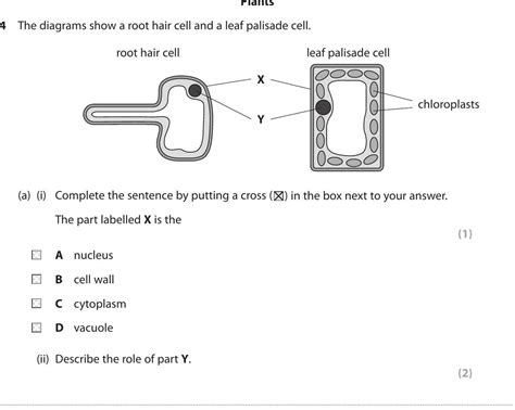 GCSE Edexcel Biology Sub-cellular structures: The diagrams show a root hair ce