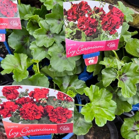 Pelargonium - Ivy Geranium