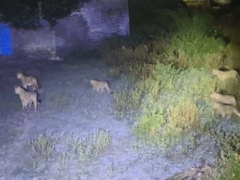 Not just one or two, a group of 11 lions was spotted in Girgadhda