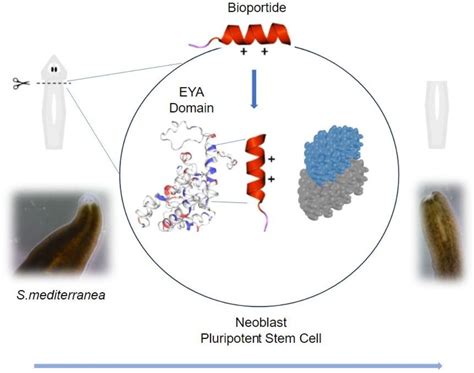 Stem Cell Bioengineering with Bioportides: Inhibition of Planarian Head ...