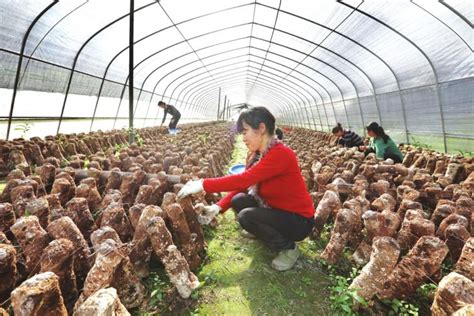 桃源县西安镇桃安村村民办起食用菌生产加工厂_图片新闻_常德资讯_常德市人民政府门户网站