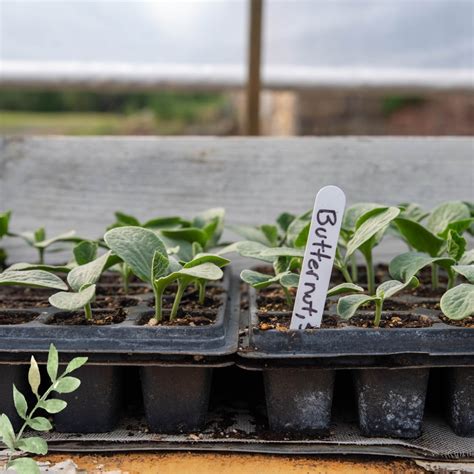 Growing Butternut Squash From Seed to Storage (Beating Squash Bugs!)