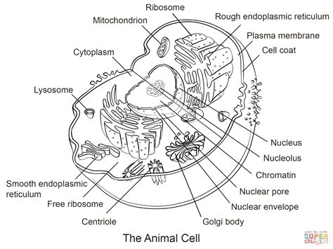 Animal Cell Coloring Pages