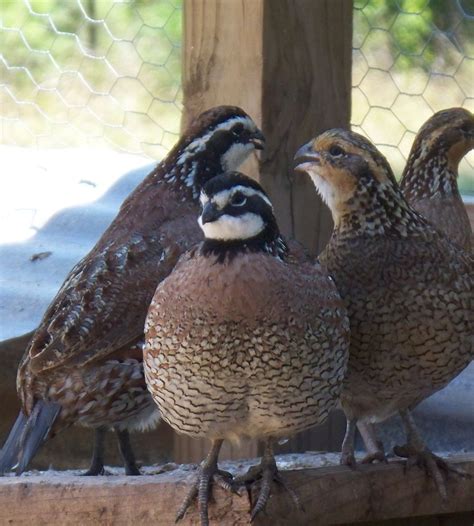 Bobwhite quail – Artofit