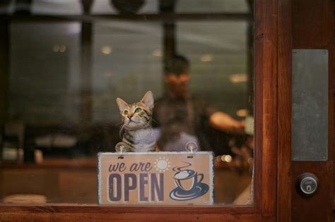 Pet Shop 的图像结果