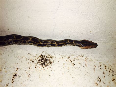 Image result for Fifty Feet Python