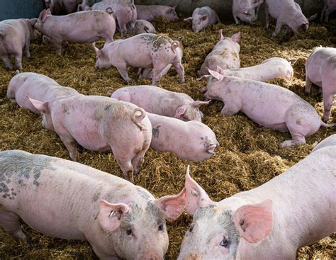 Schweinepreise zu hoch und zu niedrig – Markt findet Kompromiss ...