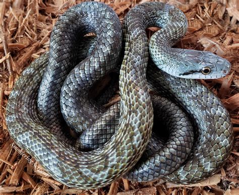 This guy just about makes my heart skip a beat when I see him. Jinx the ...