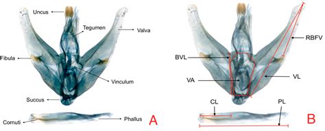 Genitalic Differentiations in Neoleucinodes elegantalis (Gueneé ...