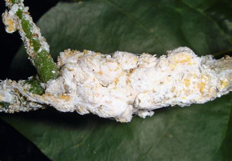 Insect Pests