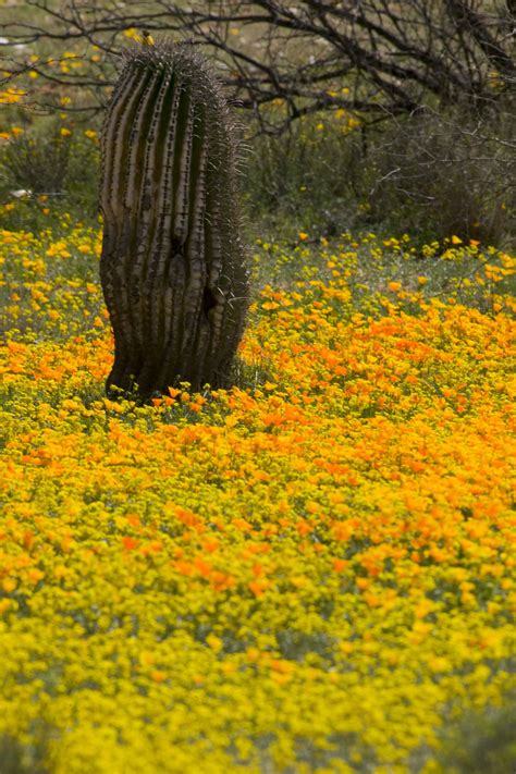 Mexican Desert Cacti