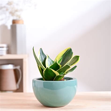 Nature's Hum Fat Ceramic Planter – Ugaoo