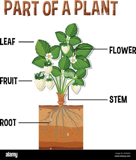 Plant Diagram Labeled