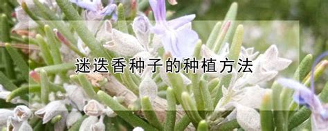 【种菜教授】浸种催芽法：最简单、实用的催芽法的具体操作流程… - 知乎