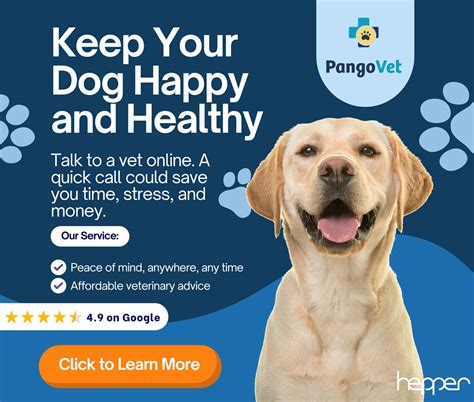 Do Dogs Get Headaches: Our Vet Explains Causes & Treatment | Hepper Pet ...