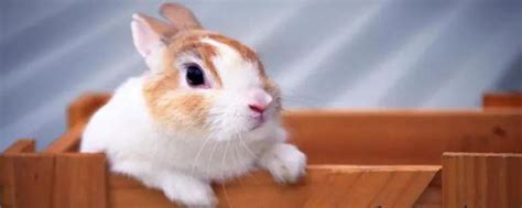 兔子的品种和介绍-vlog视频-搜狐视频