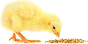 Buy Baby Chick Eating Feed, Yellow, Poultry Feed 5 kg Online at Low ...
