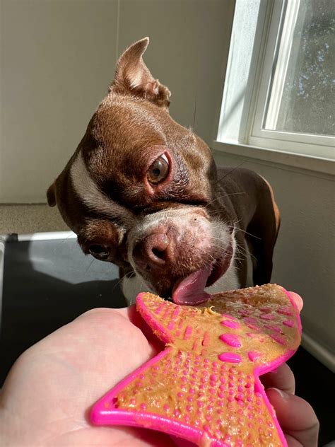 Pet Boarding Services - All Paws Retreat