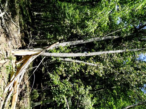 Exploding Trees Video 的图像结果