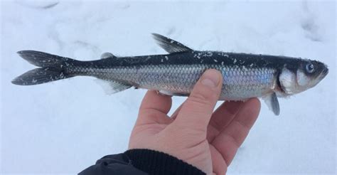 Рыба корюшка🐟: фото и описание. Как выглядит корюшка👍, чем питается и ...