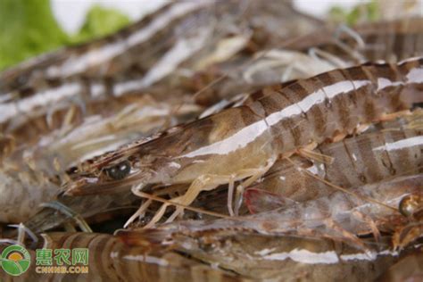 日料虾介绍：甜虾、牡丹虾、斑节虾、草虾、白虾、伊势龙虾… - 知乎