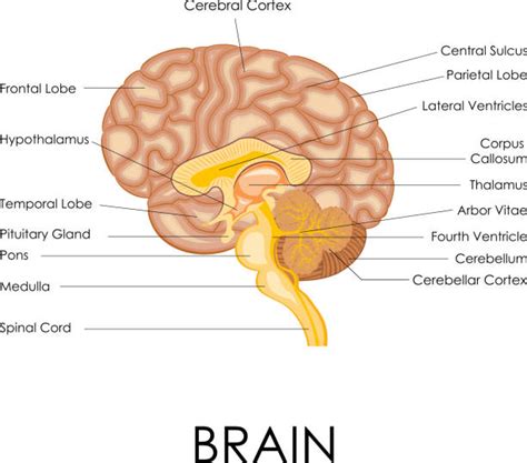 Image result for Brain Cells Reprogramming
