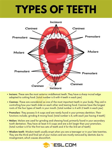 Different Types Of Teeth Label at Will Mcguirk blog
