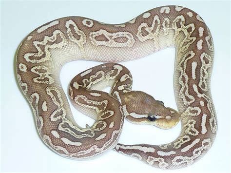 Image result for Goblin Ball Python