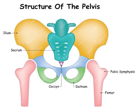 Premium Vector | Structure of the pelvis Pubic Symphysis Femure Ischium ...