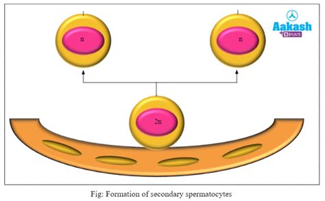 Spermatogenesis Definition, Stages & Gametogenesis Types | AESL