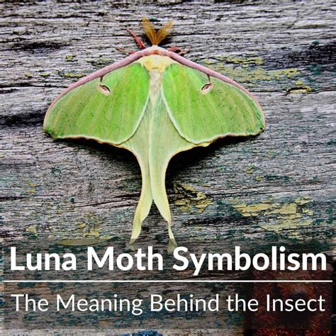 7 Luna Moth Symbolism and Spiritual Meaning in 2022 - sincerelystacey.blog