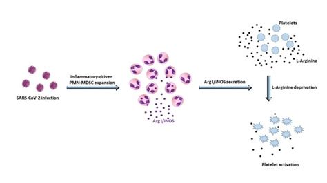 Expansion of Myeloid Derived Suppressor Cells Contributes to Platelet ...