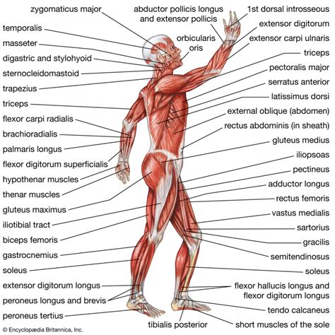 Beyond the Bones: The Vital Role of Muscles, Tendons, and Ligaments - ArthurCare