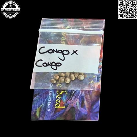 Swami Organic Seeds Congo x Congo 12 Regular Seeds – DCSE
