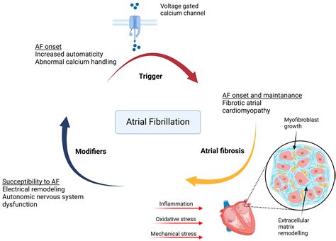 Atrial Fibrosis in Atrial Fibrillation: Mechanistic Insights ...