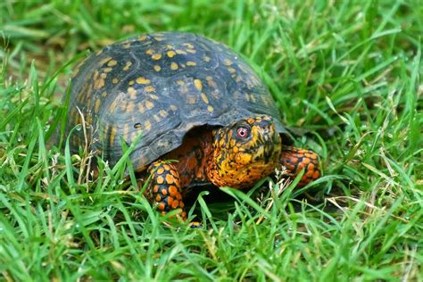 orange turtle, animals in the wild, animal wildlife, green color, box ...
