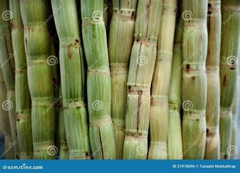 Sugar cane peeled stock photo. Image of natural, pile - 21978696