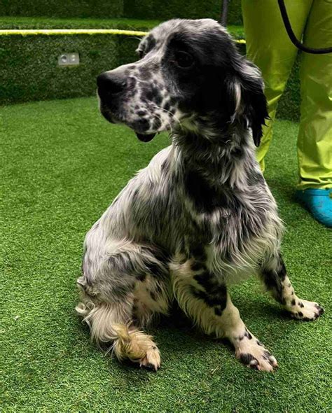 Yoko - 1 year old male English Setter available for adoption