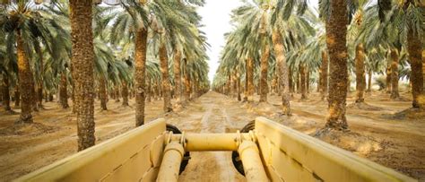Operation & Maintenance plan for Irrigation | Netafim India