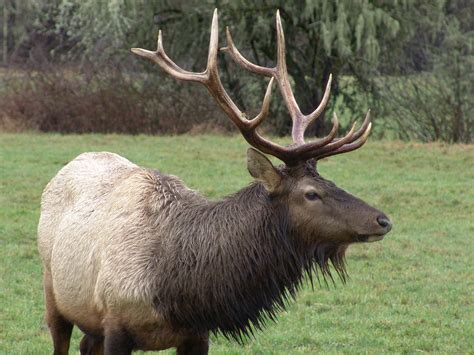 Roosevelt Elk