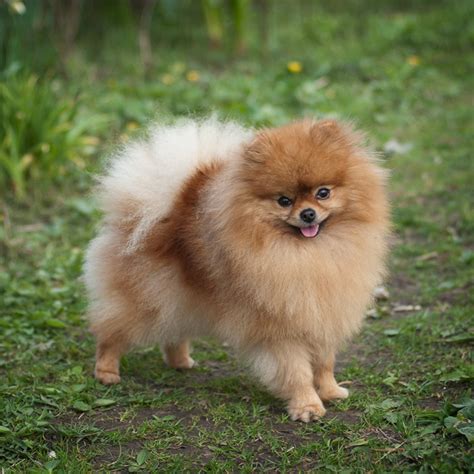 Купить собаку Пиколо Джоя Сангрия в питомнике ПИКОЛО ДЖОЯ