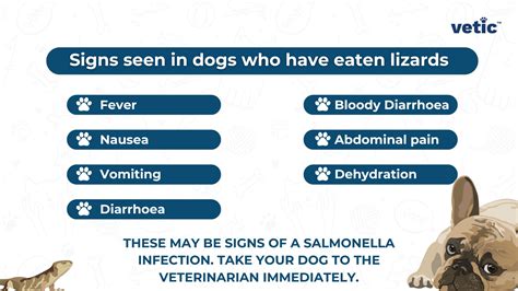 Dog Ate Lizard: Signs of Salmonella Infection in Dogs
