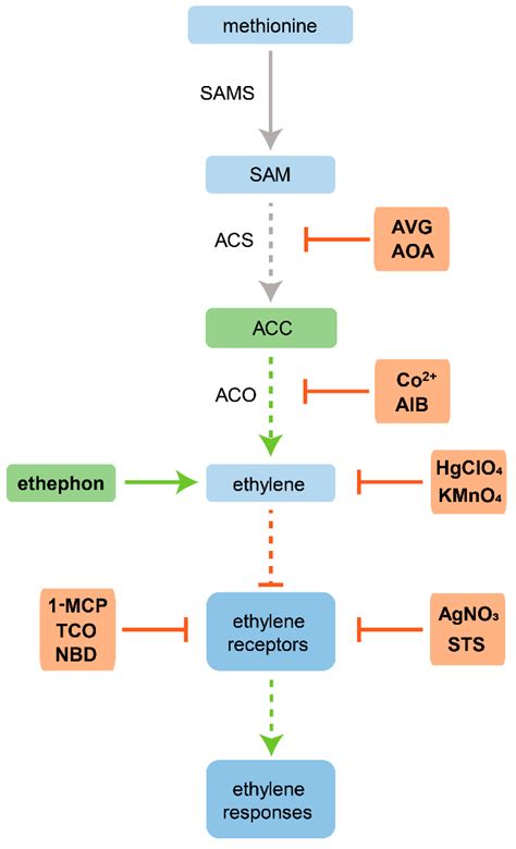 Modulation of Organogenesis and Somatic Embryogenesis by Ethylene: An ...