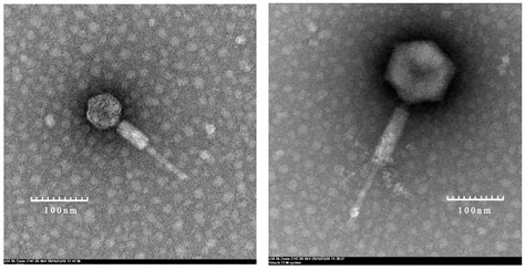 Phylogenetic Relationships and Evolution of the Genus Eganvirus (186-Type) Yersinia pestis ...
