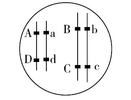 等位基因有什么不同等位基因2022已更新今日资讯
