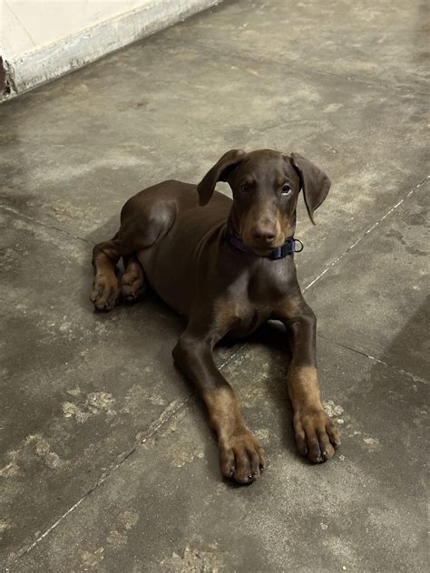 Brown Doberman Pinscher Uncropped Ears