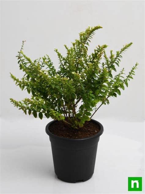 Buy Cuphea Hyssopifolia (White) - Plant online from Nurserylive at ...