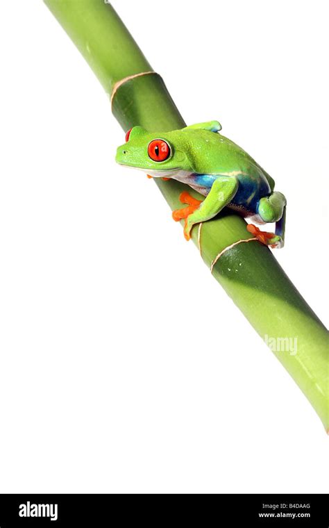 Image result for Tree Frog Catching