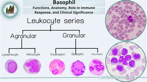Basophils Diagram